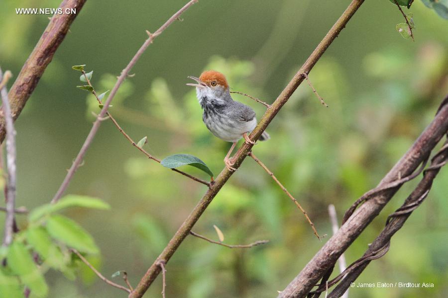 CAMBODIA-PHNOM PENH-NEW SPECIES