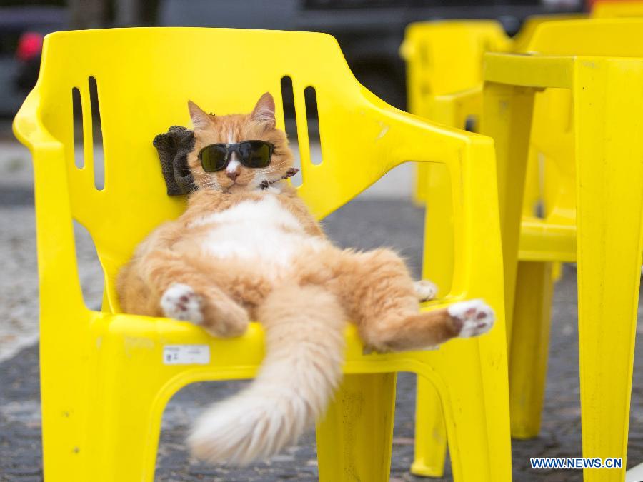 BRAZIL-RIO DE JANEIRO-CAT