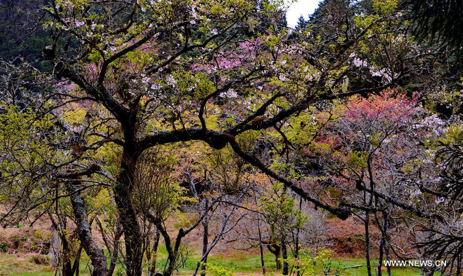 Sring scenery of Ali Mountain in China's Taiwan