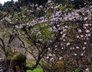Sring scenery of Ali Mountain in China's Taiwan