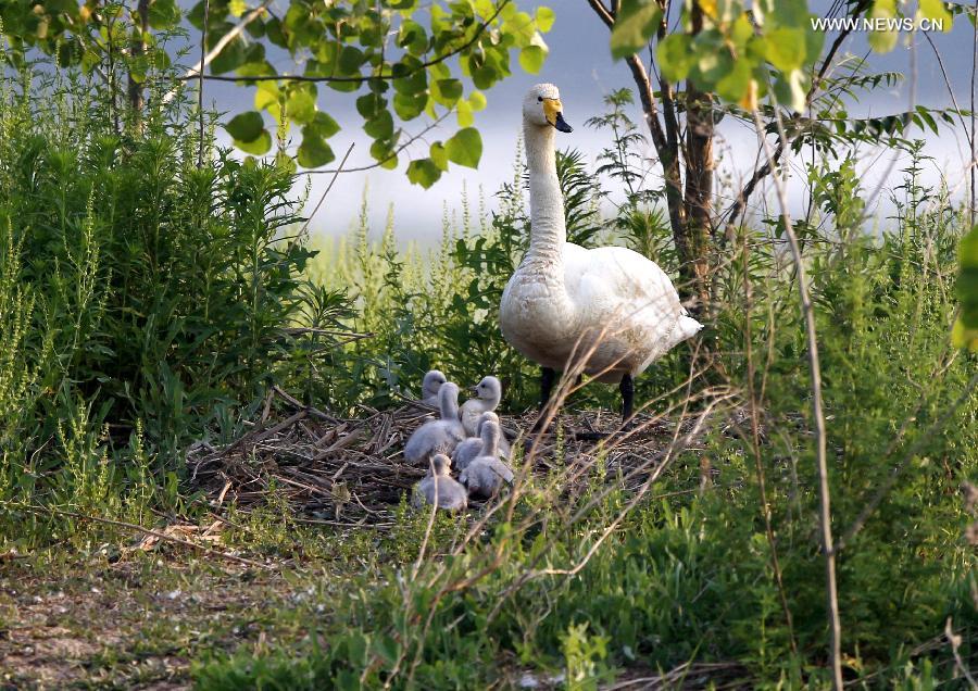 CHINA-HENAN-SWAN FAMILY (CN)